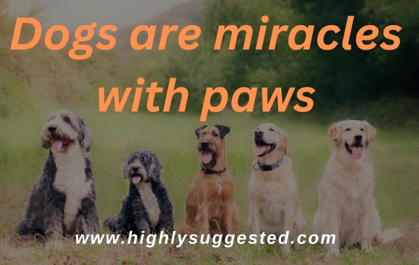 Dogs are miracles with paws.